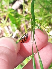 Harmonia axyridis