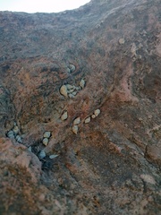 Echinolittorina aspera