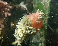 Boltenia villosa