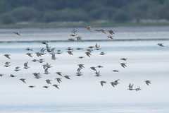 Calidris alpina pacifica