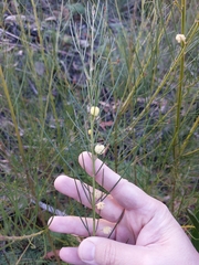 Acacia ptychoclada