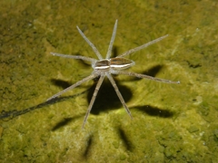 Nilus albocinctus