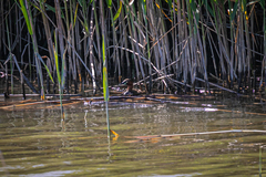 Tachybaptus ruficollis poggei