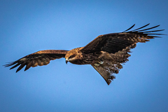 Milvus migrans lineatus