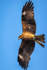 Milvus migrans lineatus