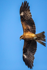 Milvus migrans lineatus