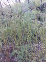 Acacia ptychoclada