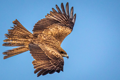 Milvus migrans lineatus