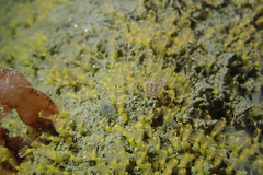 Pycnoclavella stanleyi