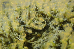 Pycnoclavella stanleyi