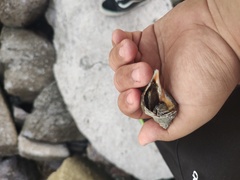 Stramonita biserialis