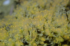 Pycnoclavella stanleyi