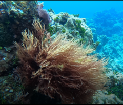 Halymenia durvillei