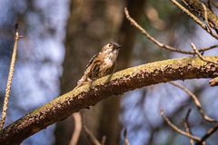 Yungipicus kizuki kizuki