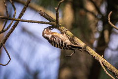 Yungipicus kizuki kizuki