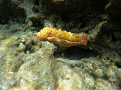 Hexabranchus sanguineus