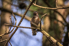 Yungipicus kizuki kizuki