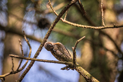 Yungipicus kizuki kizuki