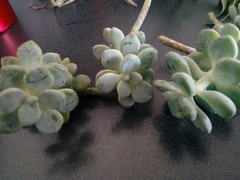 Pachyphytum