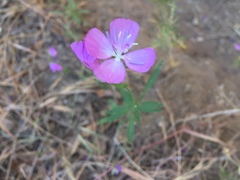 Clarkia bottae
