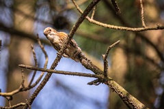 Yungipicus kizuki kizuki