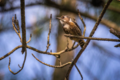 Yungipicus kizuki kizuki