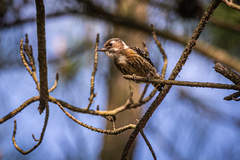 Yungipicus kizuki kizuki