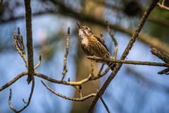 Yungipicus kizuki kizuki