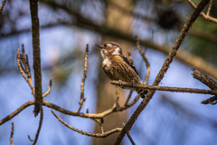 Yungipicus kizuki kizuki