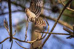 Yungipicus kizuki kizuki