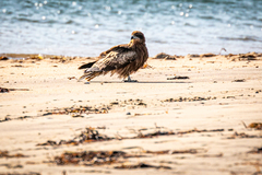 Milvus migrans lineatus