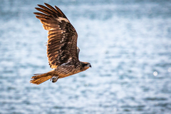 Milvus migrans lineatus