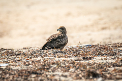 Milvus migrans lineatus