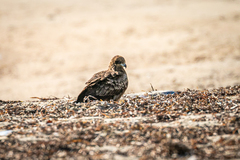 Milvus migrans lineatus