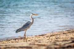 Ardea cinerea jouyi