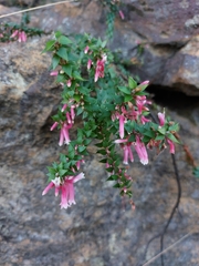 Epacris reclinata