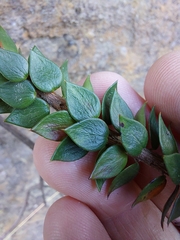 Epacris reclinata