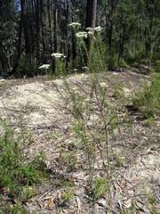 Cassinia maritima