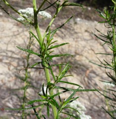 Cassinia maritima