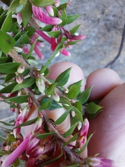 Epacris reclinata