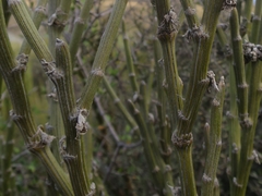 Carmichaelia crassicaulis