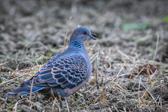 Streptopelia orientalis orientalis