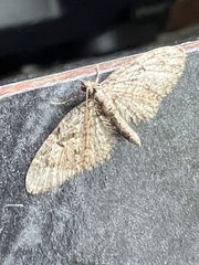 Eupithecia abbreviata