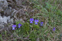 Viola calcarata