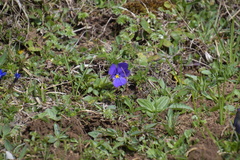Viola calcarata