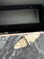 Eupithecia abbreviata