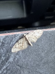Eupithecia abbreviata
