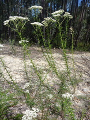 Cassinia maritima