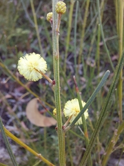 Acacia ptychoclada