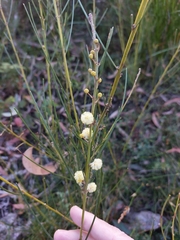Acacia ptychoclada